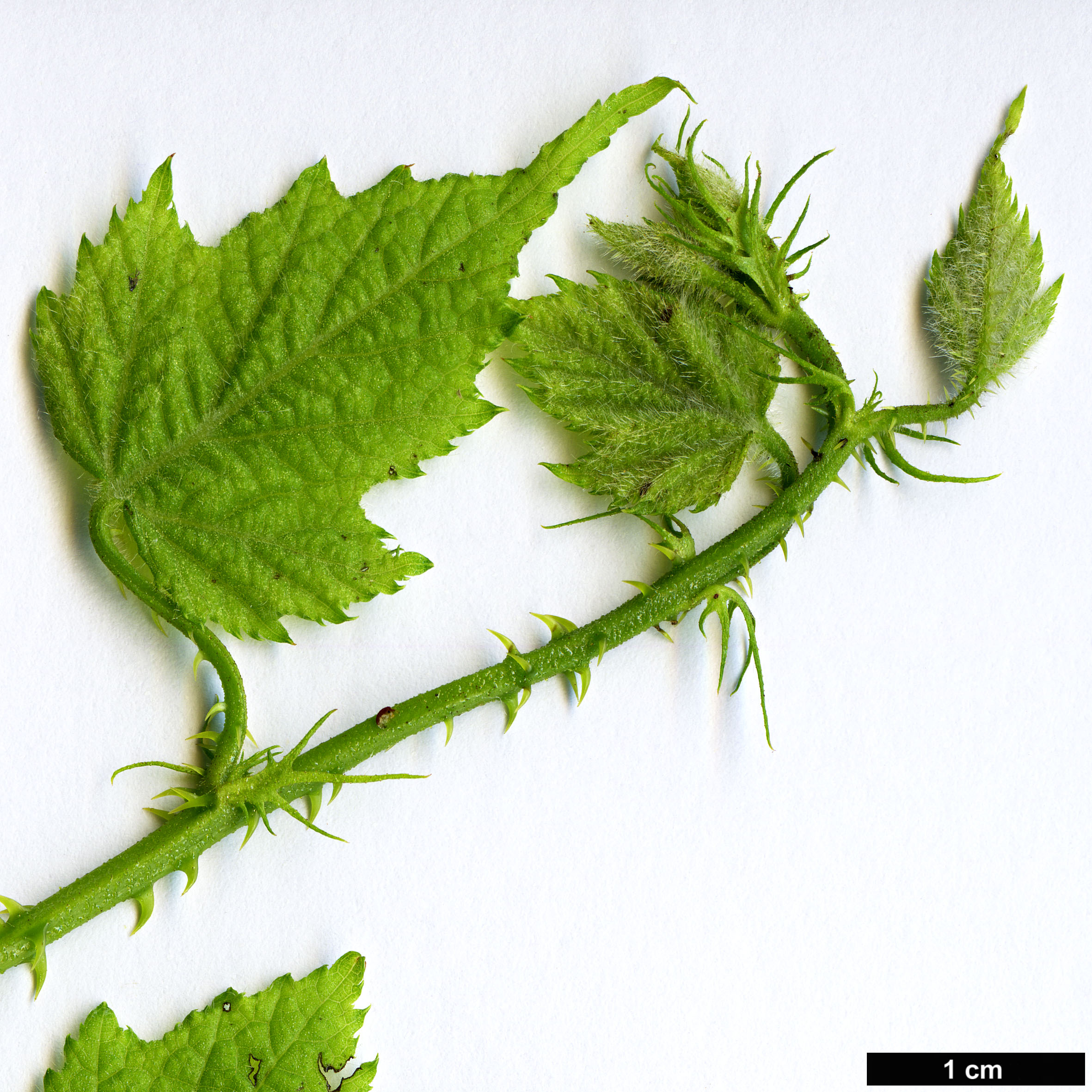 High resolution image: Family: Rosaceae - Genus: Rubus - Taxon: lambertianus